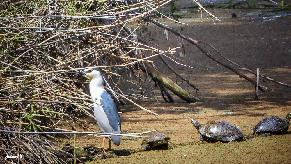 Martinete y galápagos